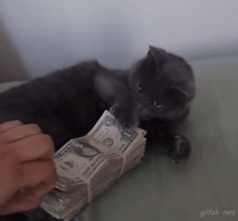 Gif de pessoa tentando pegar bolo de dinheiro que está em posse de um gatinho. Investimentos em treinamento e capacitação
