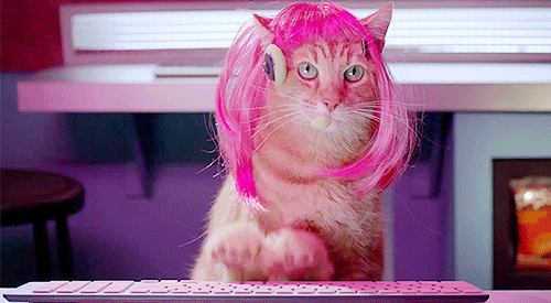 Gif de gato com peruca rosa e headphone digitando. Estratégia de monitoramento de TI.